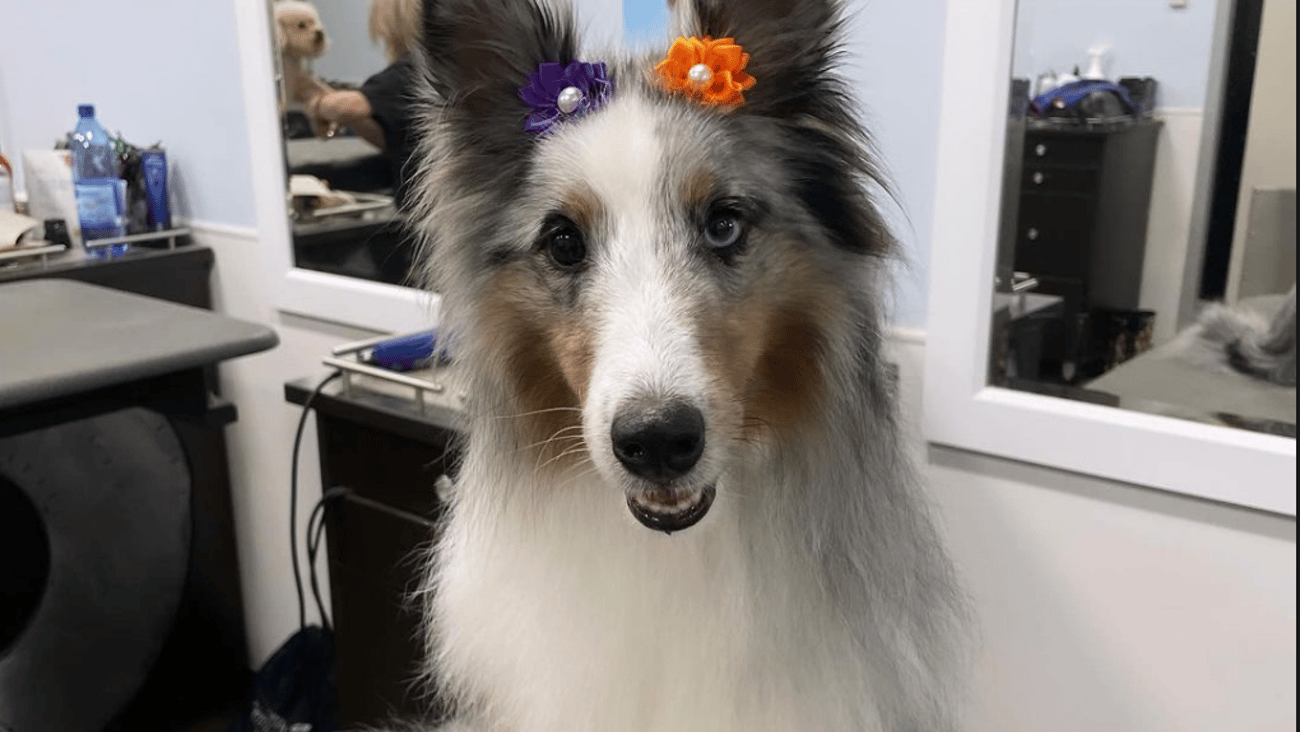 PetSmart 'Halloween Salon Special' Facebook Update