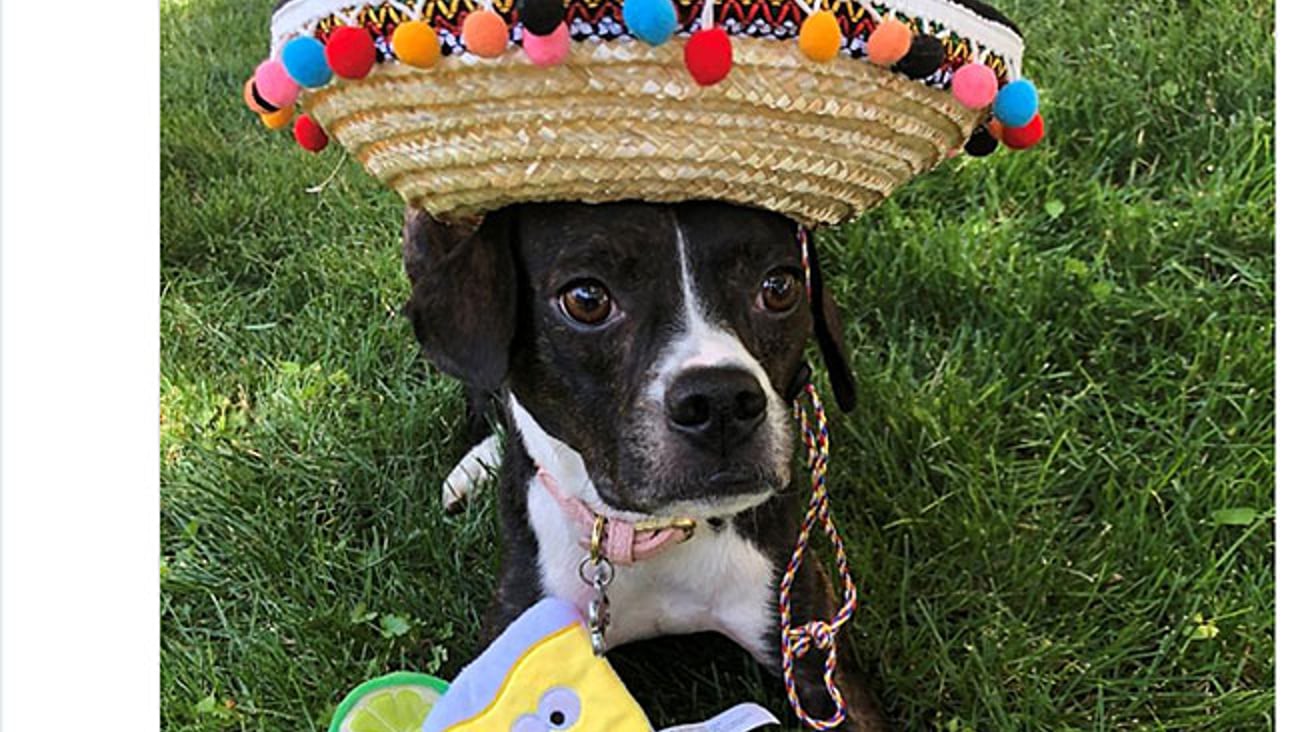 PetSmart 'Barkarita Fiesta' Twitter Update