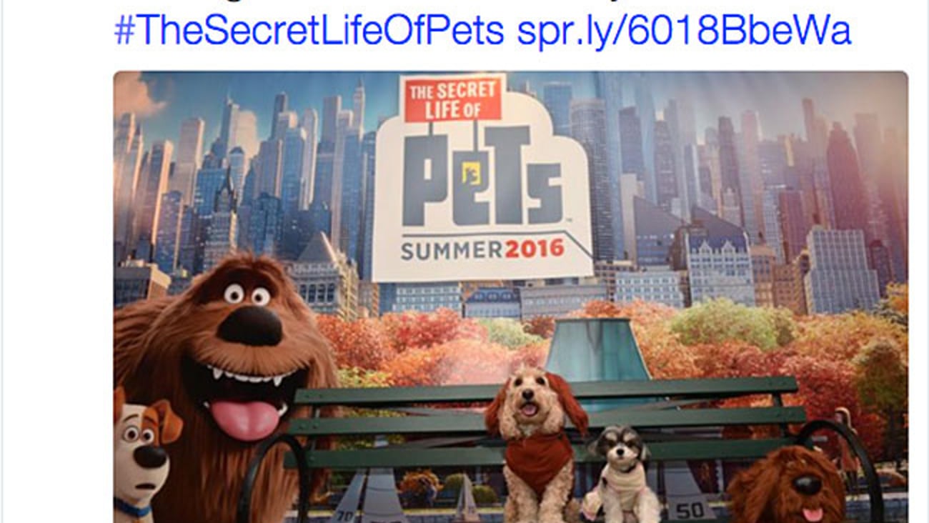 PetSmart 'Secret's Out' Twitter Update