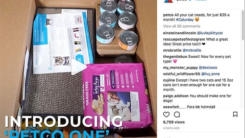 Petco 'All Your Cat Needs' Instagram Update