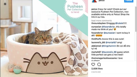 Petco Pusheen Pet Collection Instagram Update