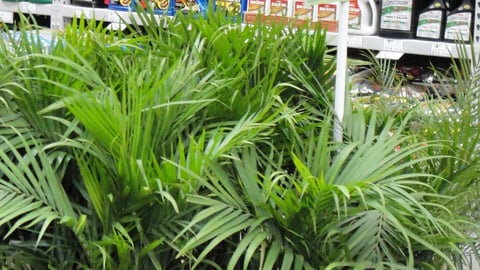 Scotts Lowe's Incentive Pole Topper