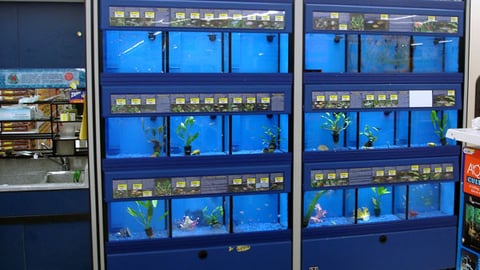 Wal-Mart Live Fish Display