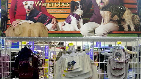 PetSmart Fall Fashions Header
