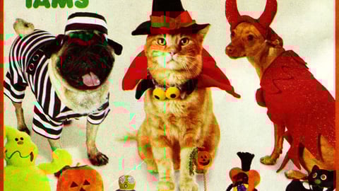 Petco Costume Contest Feature