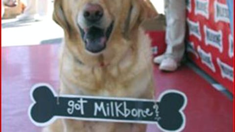 Milk-Bone Canine Cruiser Event 
