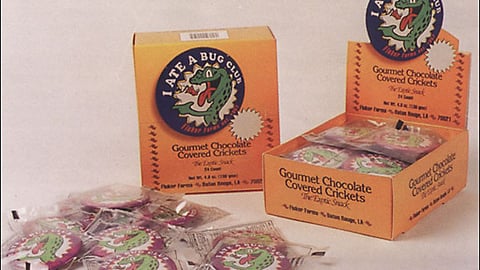 Chocolate Covered Crickets Display