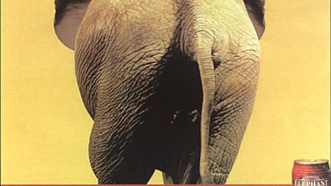 Elephant Red Poster