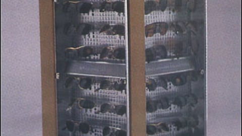 Ray-Ban Sunglasses Display