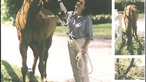 Ariat Lifestyle Poster