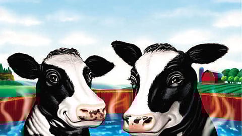 Organic Valley Cow Poster