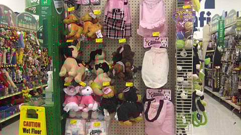 PetSmart 'Beverly Hills Chihuaha' Endcap