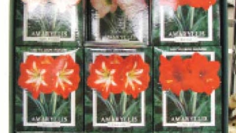 Amarylis Kit Floorstand