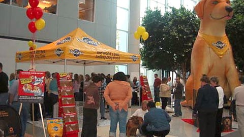 Pedigree Pet Adoption Drive, Kmart Headquarters