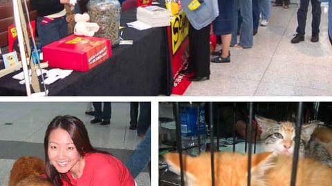 Pedigree Pet Adoption Drive, Kmart Headquarters