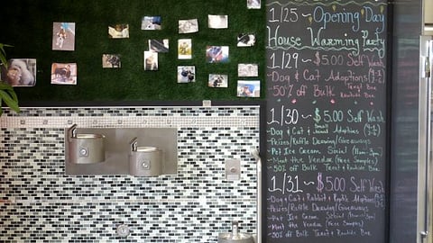 Unleashed By Petco Water Fountains