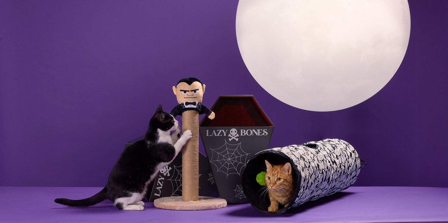 petco halloween cat
