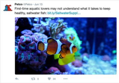 Petco with hotsell saltwater fish