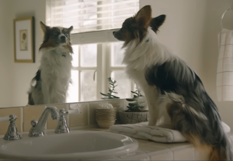 a dog sitting in front of a mirror posing for the camera